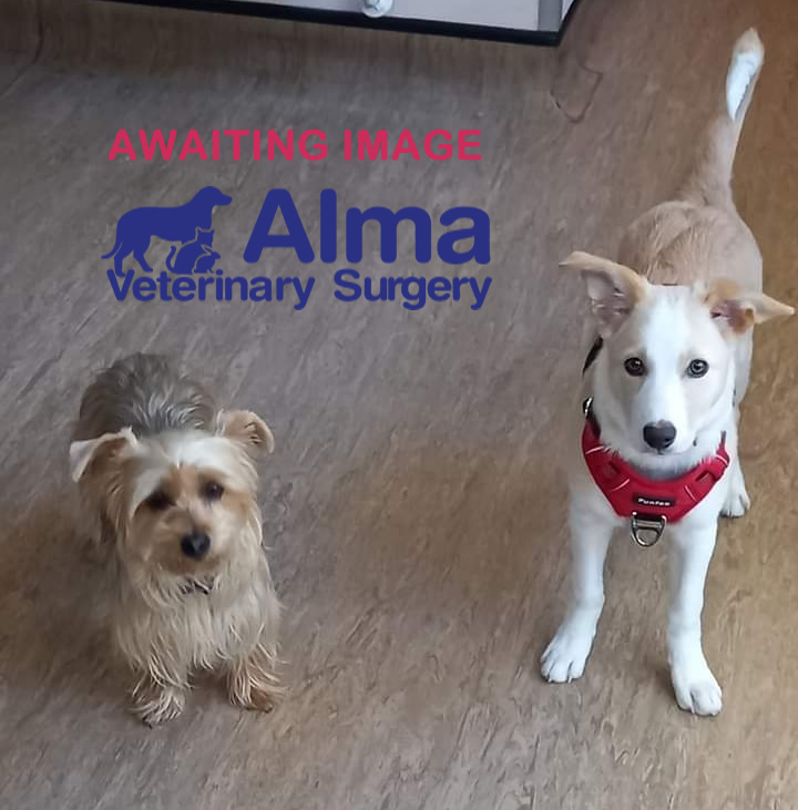 Staff Vets in Scarborough