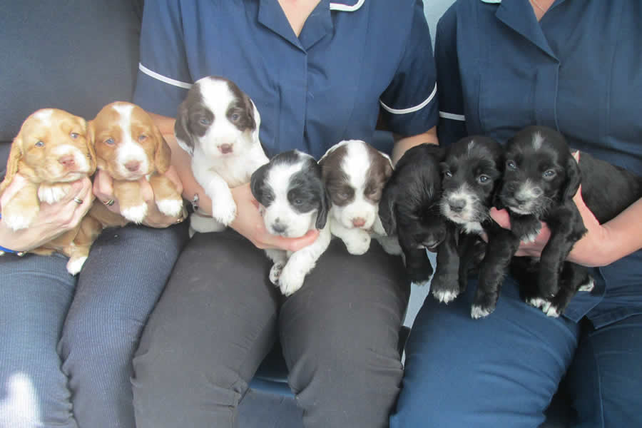 Puppies at Alma Vets in Scarborough
